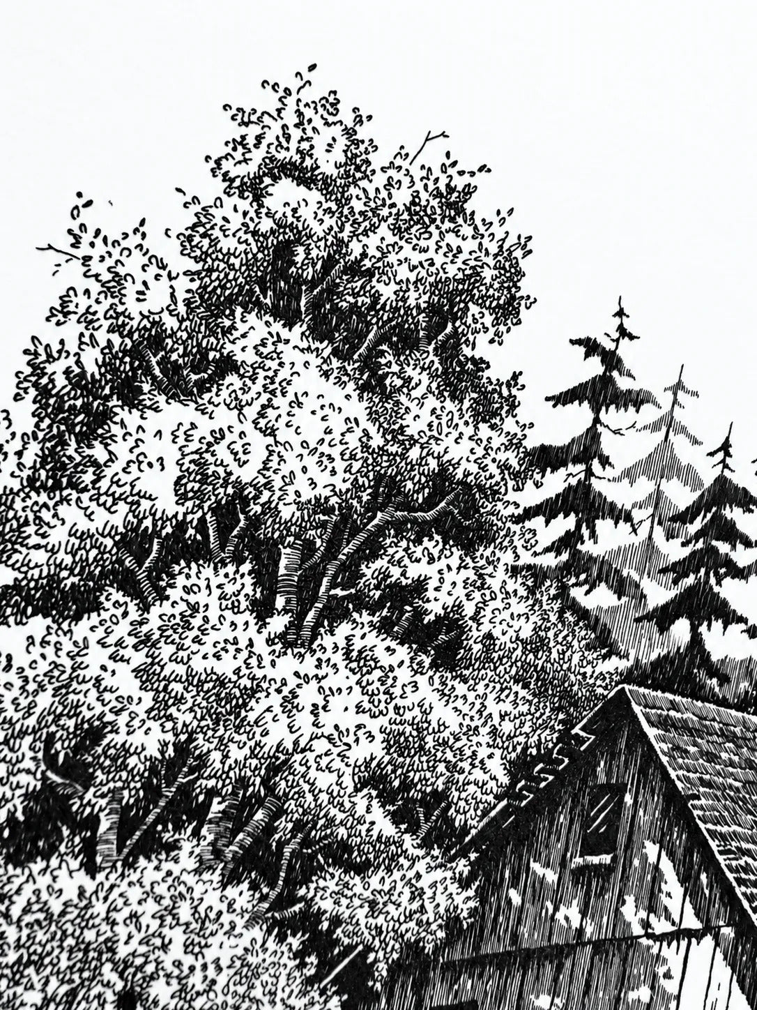Detail of a large leafy tree drawn in tiny curled strokes beside the mill roof and three fir trees