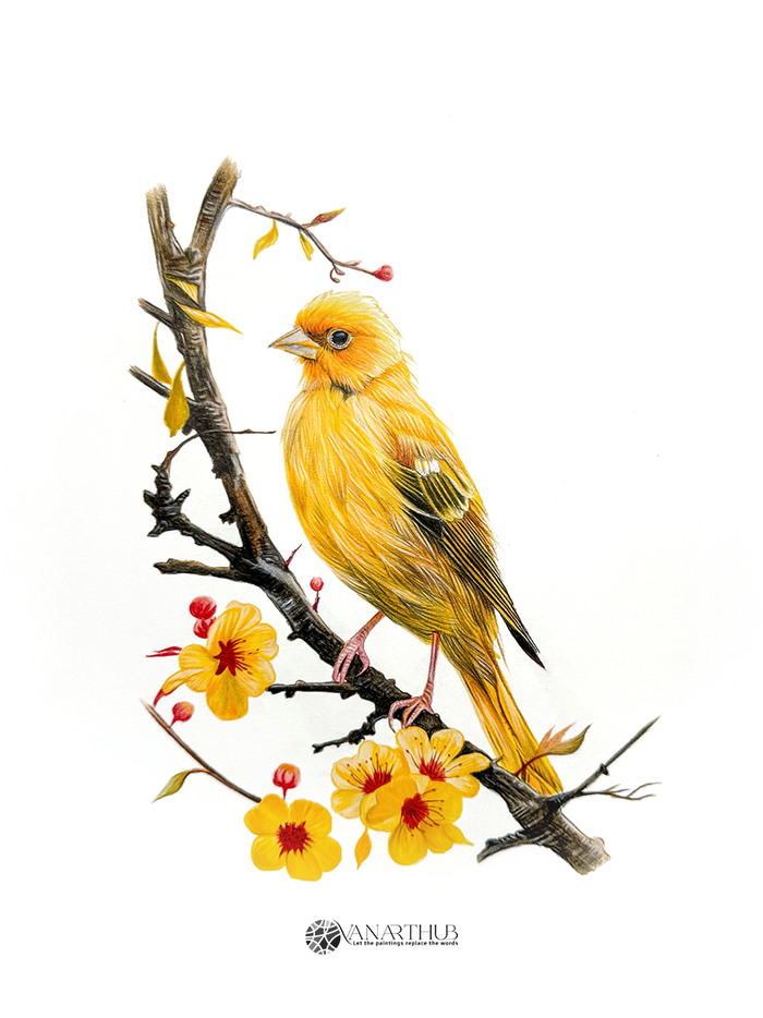 Yellow canary with nuanced feathers on a blossoming branch with golden flowers, by Phaedra. Colored pencils on artboard.