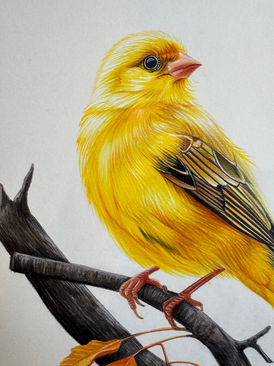 Golden Harmony: Original Colored Pencil on Artboard by Phaedra | VanArtHub, an original painting in the Under $1000 collection
