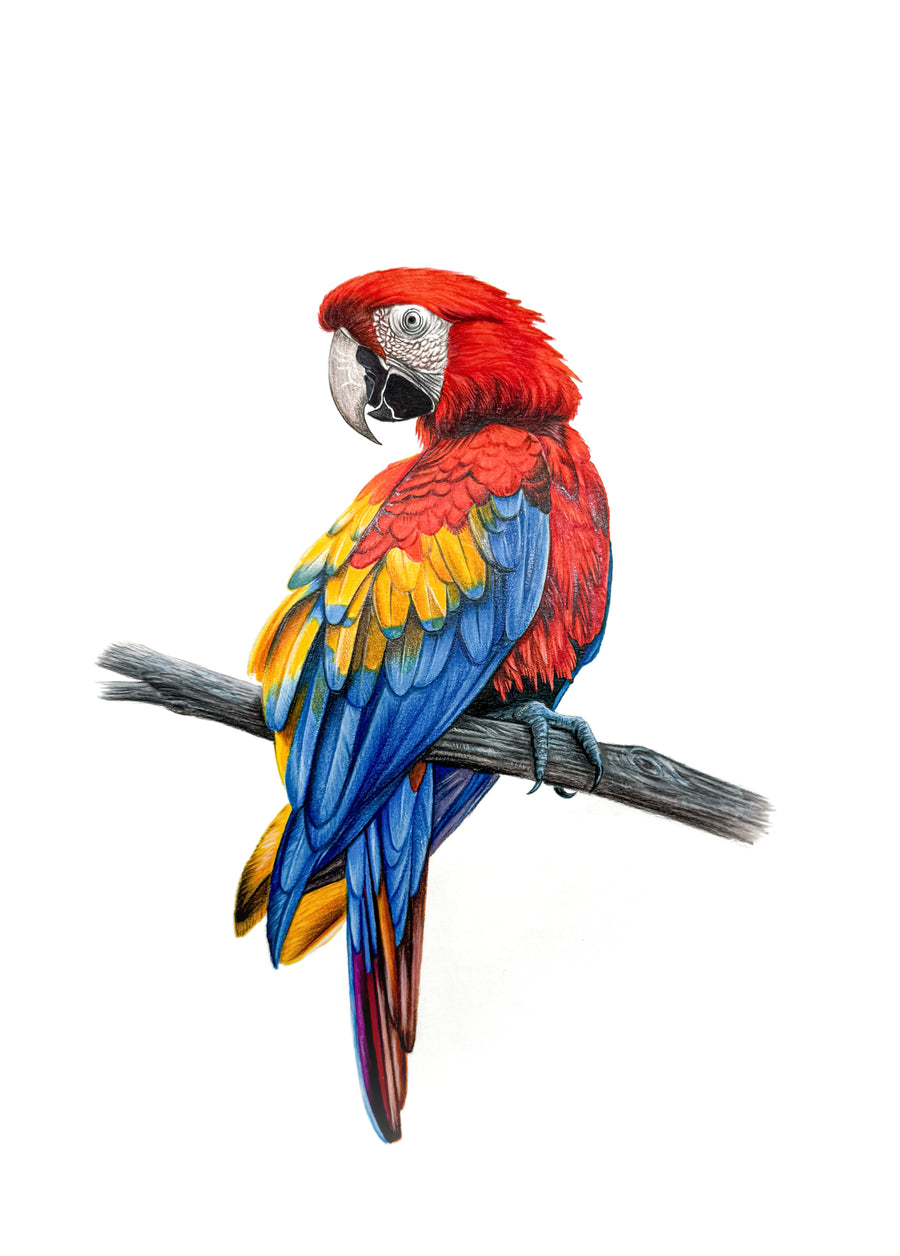 Scarlet Majesty: Original Colored Pencil on Artboard by Phaedra | VanArtHub, an original painting in the Charcoal & Dry Media: Original Drawings & Studies | VanArtHub collection