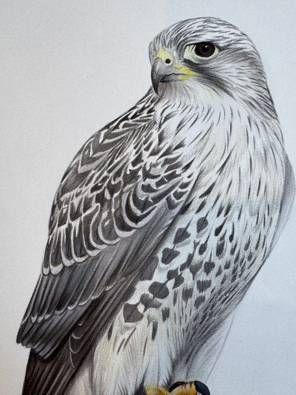 A majestic dark-eyed falcon with gray, black, and white speckled plumage gazes left, colored pencil on artboard by Phaedra.