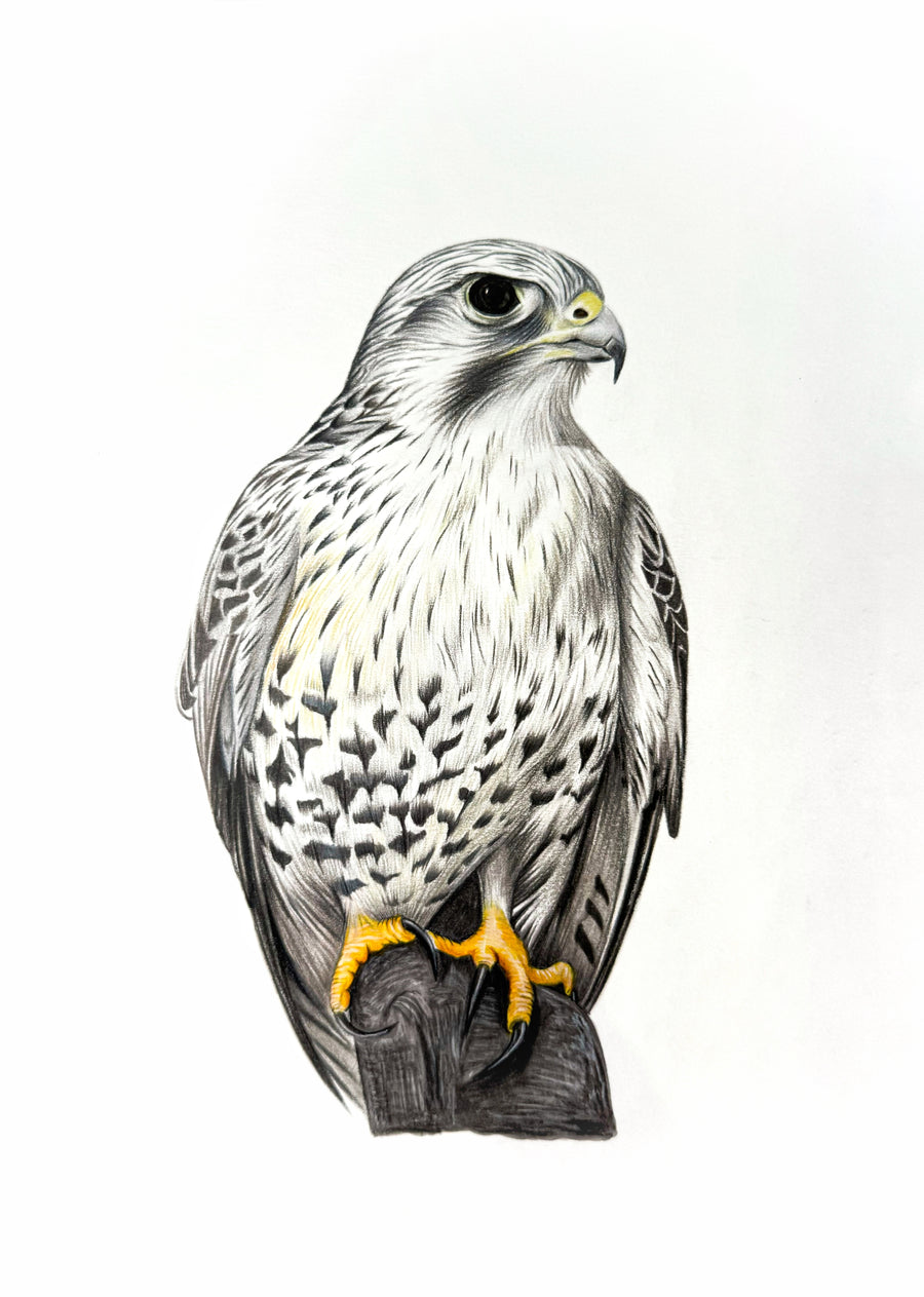 Majestic Gaze: Original Colored Pencil on Artboard by Phaedra | VanArtHub, an original painting in the Gift-Worthy Art: Original Paintings for Special Occasions | VanArtHub collection