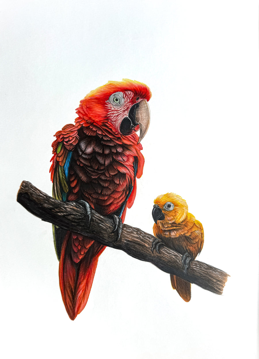 Fiery Echo: Original Colored Pencil on Artboard by Phaedra | VanArtHub, an original painting in the Office Art collection
